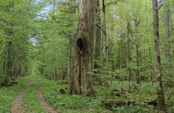 KTA TARPAN Mały Domek - Foto 20