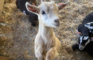 The Retreat Cornwall holiday home with hot tub - Foto 19