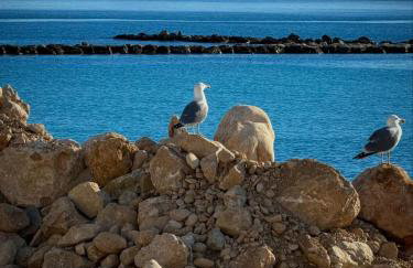 Salamandra - Foto 47