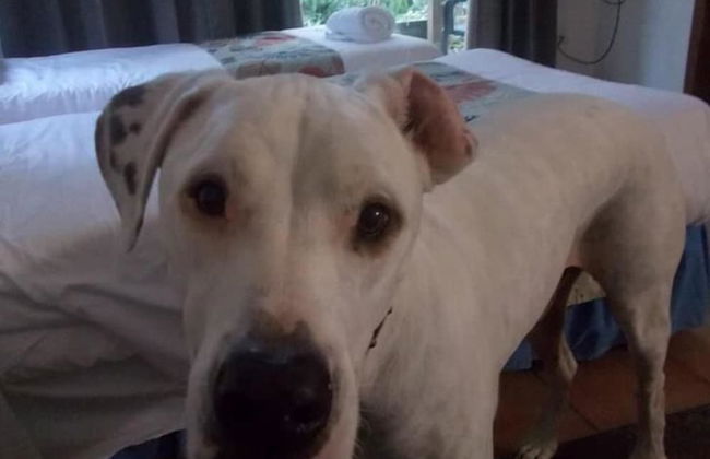 Byron Bay Rainforest Resort - Photo 9