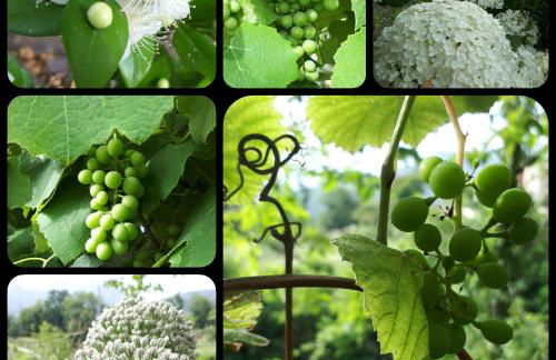 Agriturismo La Pina - Foto 69