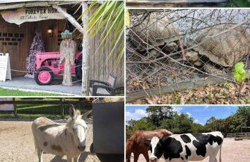 Beach Cottage - Foto 72