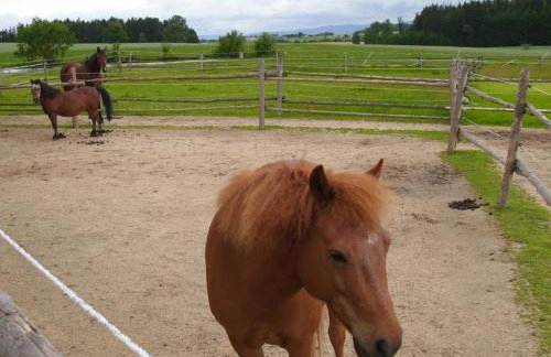 Ferienwohnungen Peterbartl-Hof - Foto 13