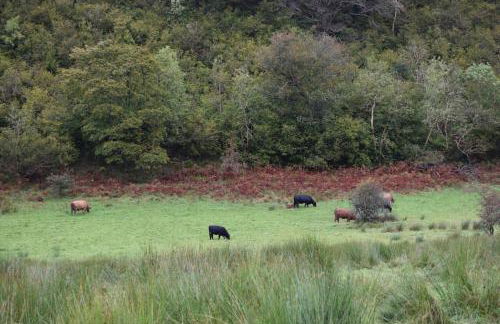 Springbank Apartment - Sleeps 4 - Pet Friendly - Photo 32