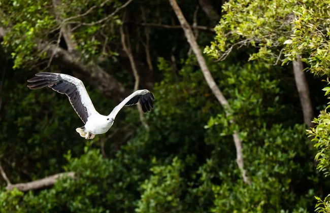 Paseo en barco con avistamiento de aves - Foto 5