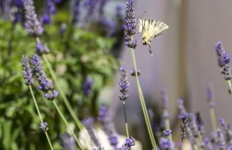 Luxury Villa Četiri Hrasta - Foto 7