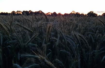 Ferienwohnung Utkiek - Foto 42