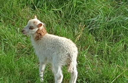 Chez Patoue Gîte et Chambre d'hôtes - Photo 15
