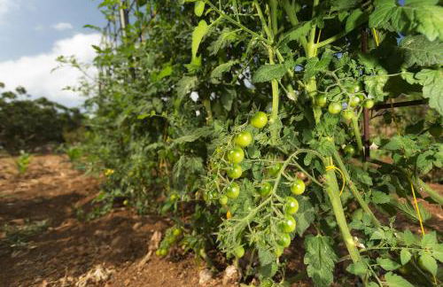 Le Case di Mamma Carmela - Foto 18