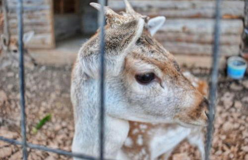 The Green Home - Foto 65