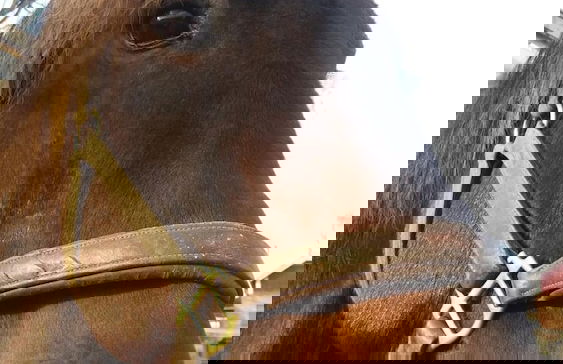 Valkeisen Loma - Foto 69