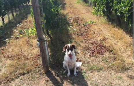 Tenuta L'uliveto - Foto 61