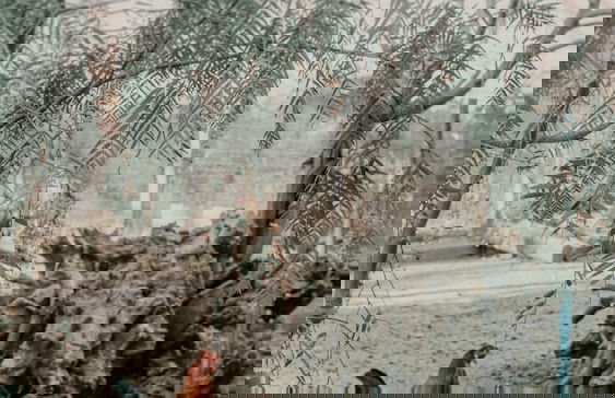 Colle San Mauro - Foto 43