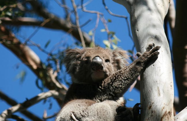 Karawatha Cottages B&B - Foto 38