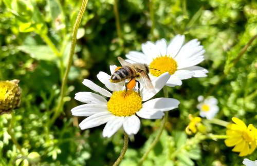 Stonevillas and Seaview Garden Marion - Foto 43