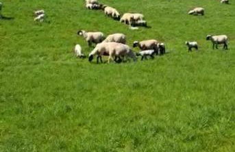 Barrierefreie Ferienwohnung Abendrot in Pewsum - Foto 21