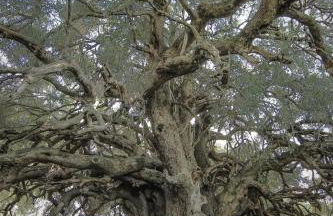 Sa domo 'e su furru - Foto 18