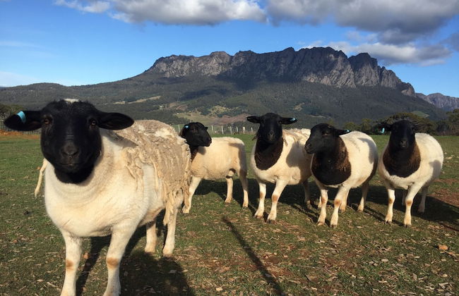 Manna Hill Farm - Foto 51