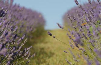 Grandono Agriturismo in Maremma - Foto 14