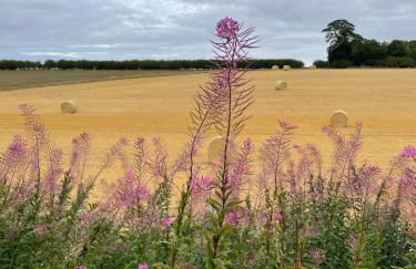 The Garden House - Photo 27