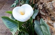 Casa Maricolilla - Foto 72