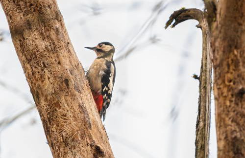 Chalet Rowan Cottage by Interhome - Foto 31