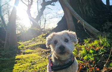 Hay's Wood Retreat - Holiday Lodges - Foto 25