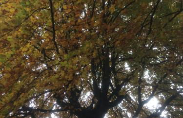 Ferienhaus-stadtkyll-eifel Beim Förster mit zwei Schlafzimmern - Foto 20
