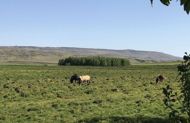 Dalabyggð Cottages - Foto 26