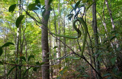 Alice Rocks - Pet Friendly, Firepit, WiFi - Foto 38