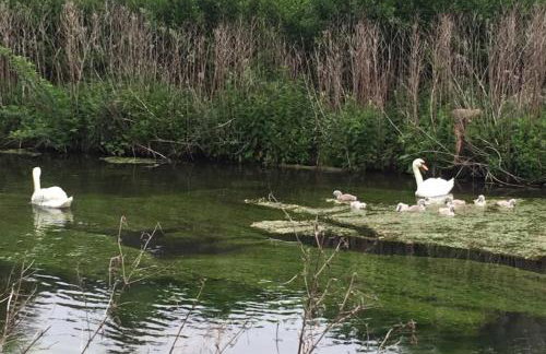 Harp Garden - Foto 47