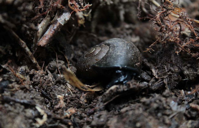 Punta Curiñanco Tour - Photo 6