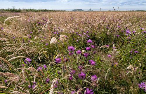 46 Gower Holiday Village with Swimming pool - Foto 27