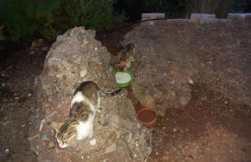 Το σπίτι που σε ταξιδεύει (The dream boat house). - Foto 50