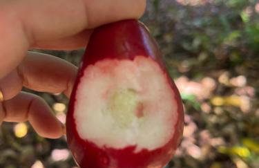 Porto Taipu - Foto 67