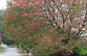 Isard - Le Hameau De La Courbière - Foto 14