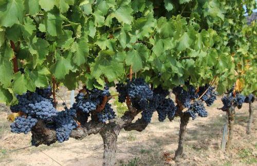 Casa Rosales 6 - Photo 50