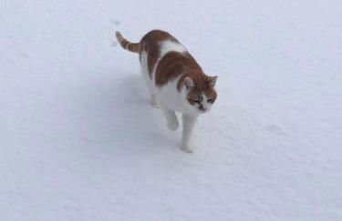 Red Kite Barn - Foto 38