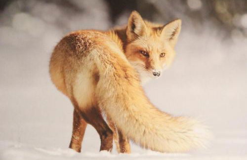 Maison Fosson - Foto 72