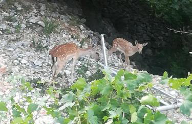 Apartman Legac - Foto 45