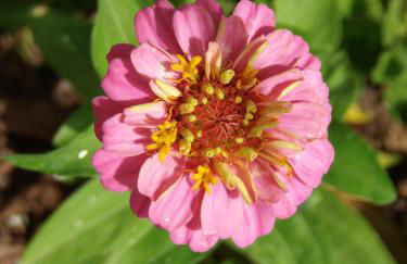 Ninho Da Poupa - Foto 72