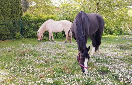 Ferienhof Kruse Wohnung 4 - Foto 17