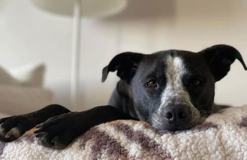 Luxury Home w Hot Tub near DFW Airport - Photo 53