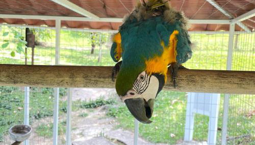 Pousada Sítio Mãe Natureza - Foto 5