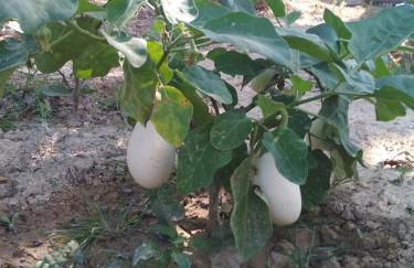 Eden Garden Luxury Loft near Knossos - Photo 50