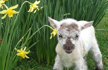 The Retreat - Foto 3