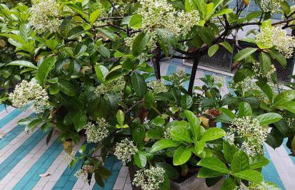 Holiday in Naples Vacanze Napoletane - Foto 47