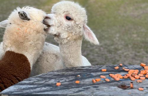 Ulinia Zacisze Dom Comfort 70m2 - Photo 50