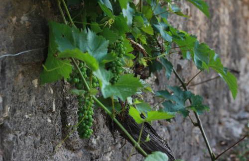 Ferienhaus mit Garten und Terrasse, zentral und ruhig - Foto 24