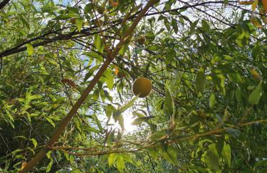 Les Jardins de la Contie - Foto 43